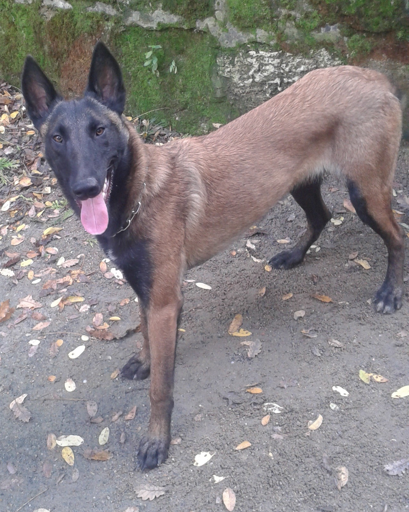Imka (Sans Affixe)