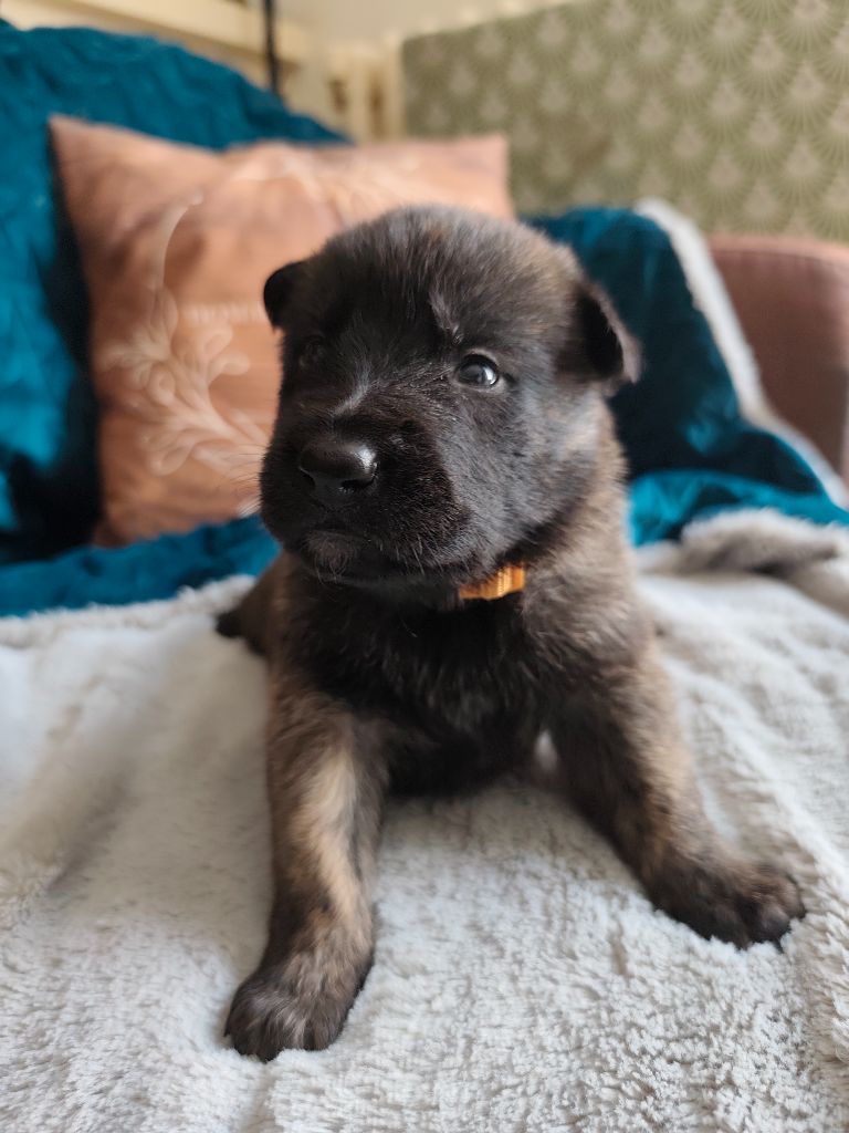 Du Domaine De La Sabrory - Chiots disponibles - Berger hollandais