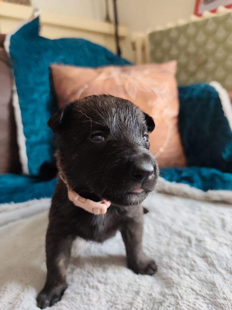Du Domaine De La Sabrory - Chiots disponibles - Berger hollandais