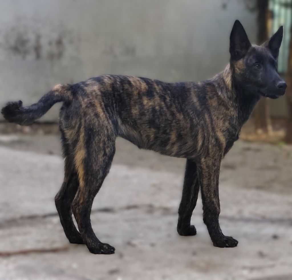 Du Domaine De La Sabrory - Chiots disponibles - Berger hollandais