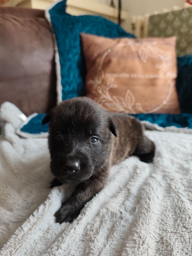 Du Domaine De La Sabrory - Chiots disponibles - Berger hollandais