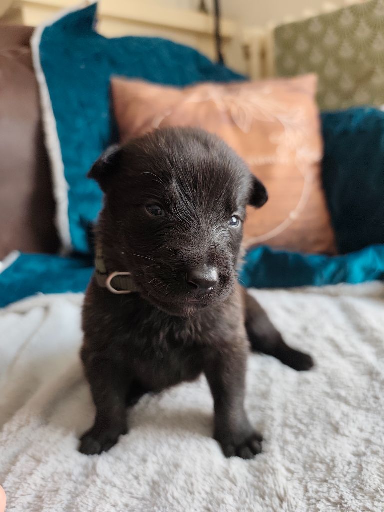 Du Domaine De La Sabrory - Chiots disponibles - Berger hollandais