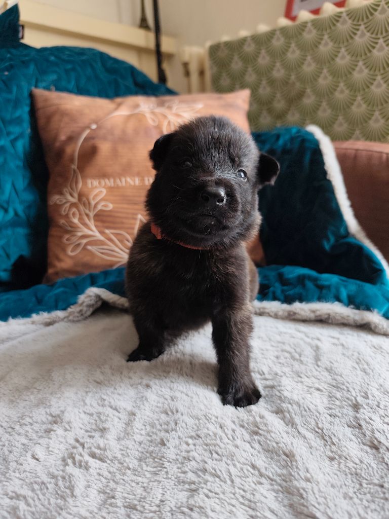 Du Domaine De La Sabrory - Chiots disponibles - Berger hollandais