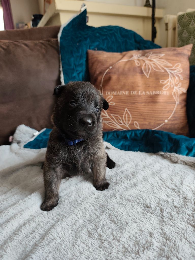 Du Domaine De La Sabrory - Chiots disponibles - Berger hollandais