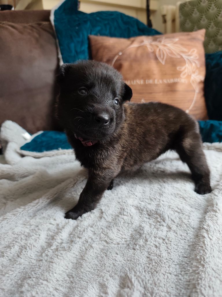 Du Domaine De La Sabrory - Chiots disponibles - Berger hollandais
