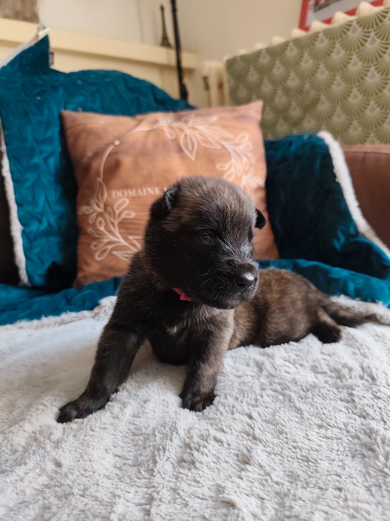 Du Domaine De La Sabrory - Chiots disponibles - Berger hollandais