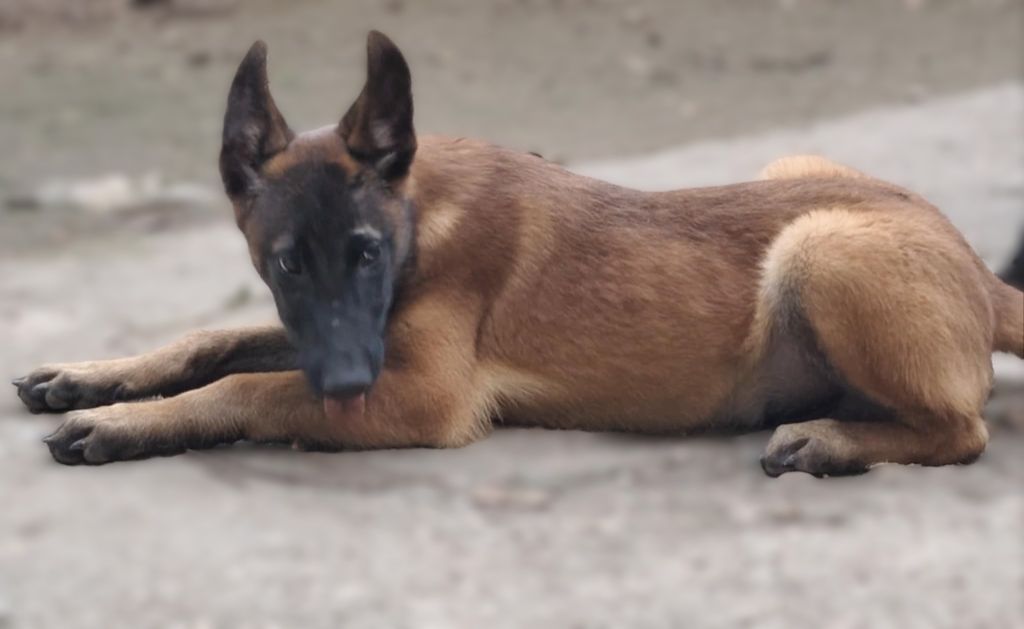 Du Domaine De La Sabrory - Chiots disponibles - Berger Belge