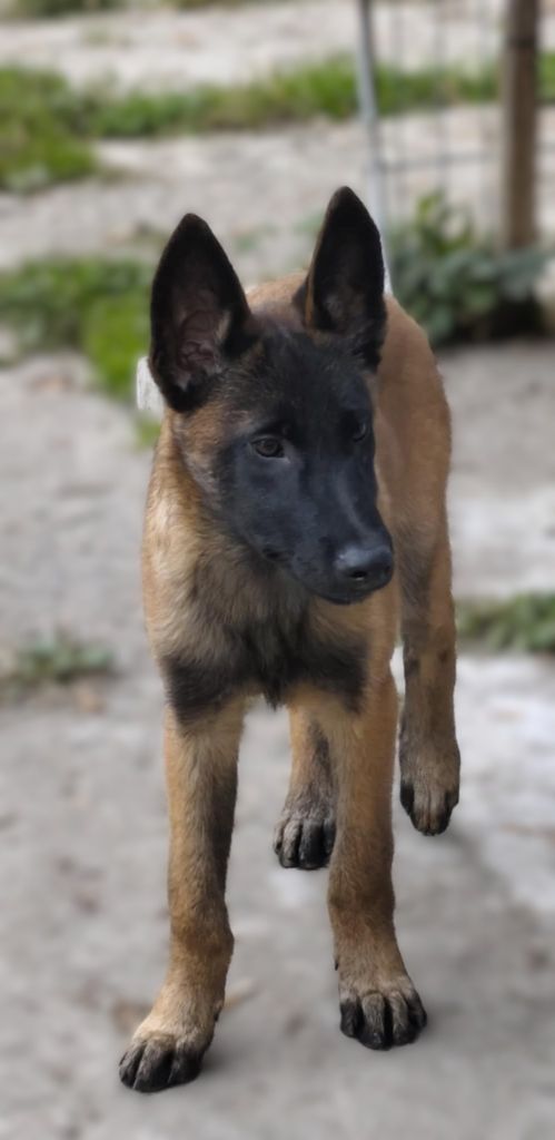 Du Domaine De La Sabrory - Chiots disponibles - Berger Belge