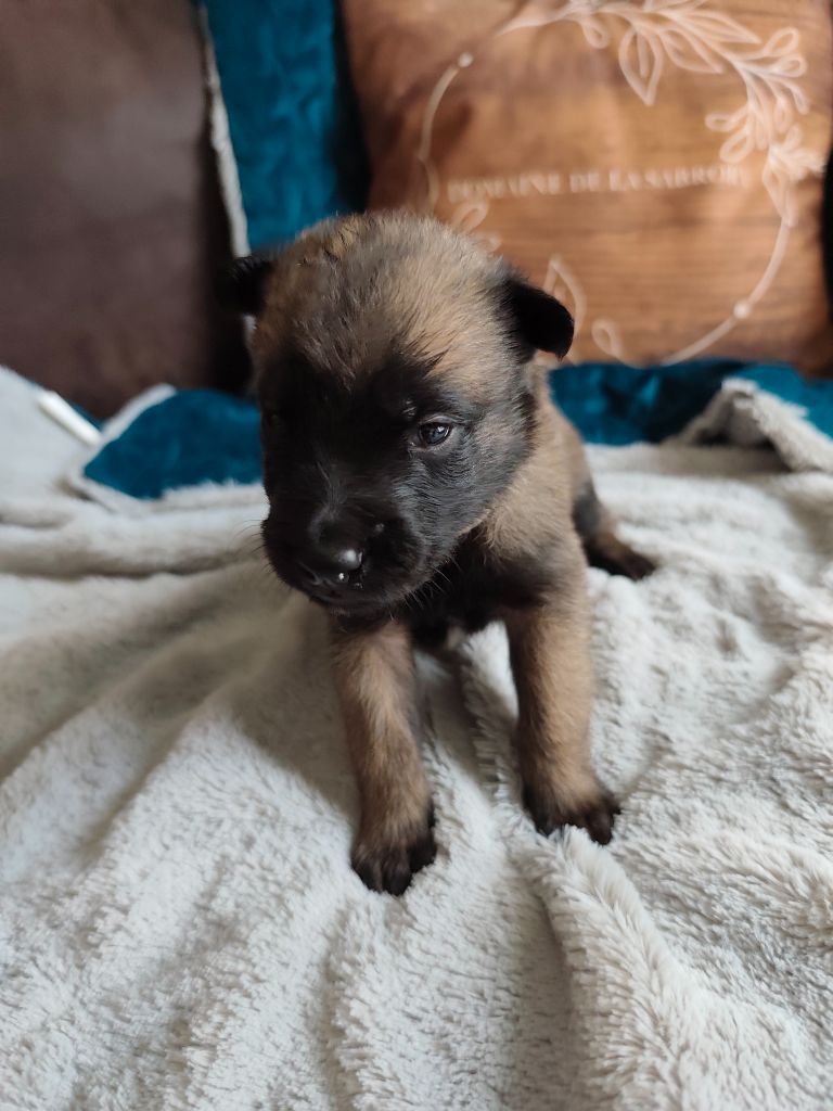 Du Domaine De La Sabrory - Chiots disponibles - Berger Belge